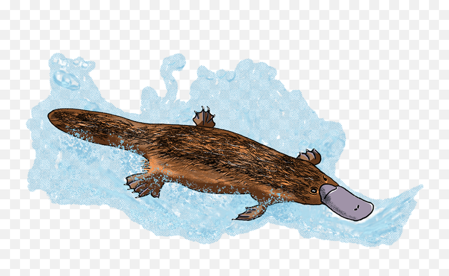 Download Eleeart Hashtag - Alligator Png Image Platypus,Alligator Png