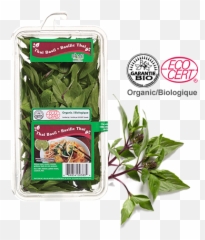 Download Water Spinach - Full Size Png Image Pngkit Eco Cert,Spinach Png