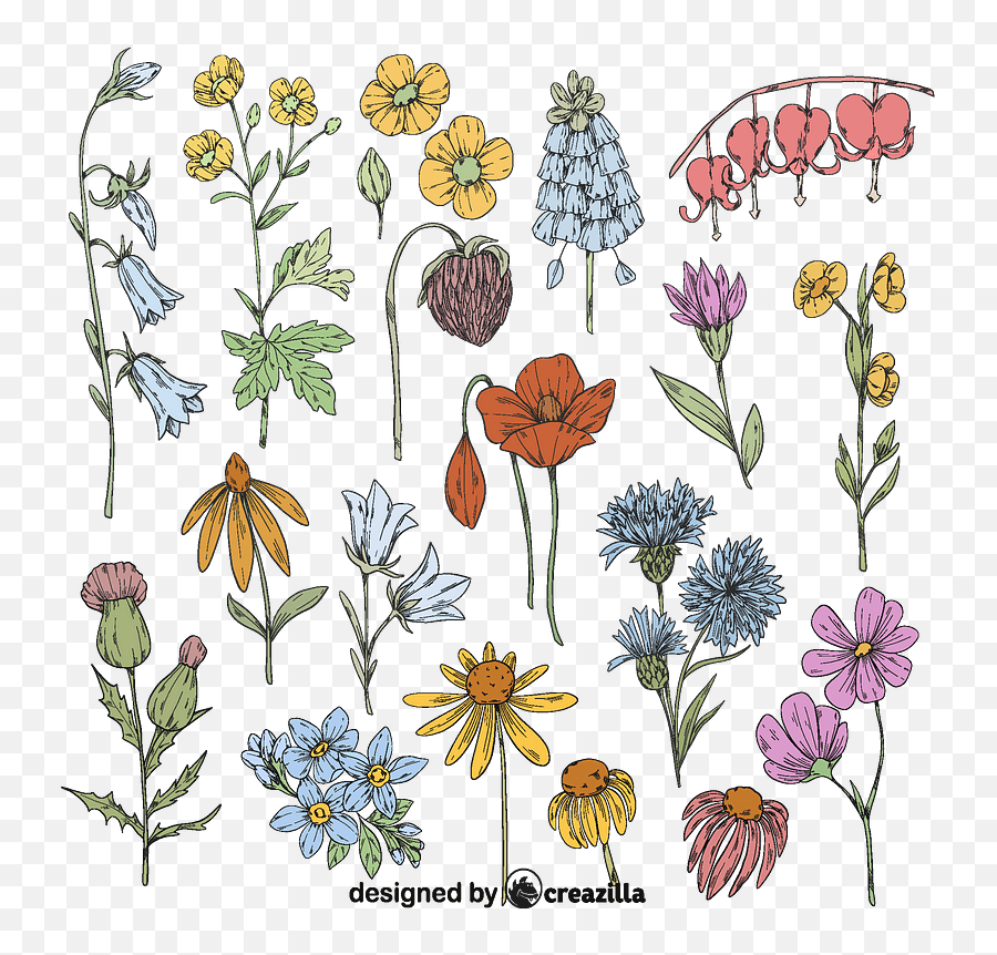 Set Of Wild Flower Vector - African Daisy Png,Flower Vector Png