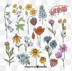 Set Of Wild Flower Vector - African Daisy png