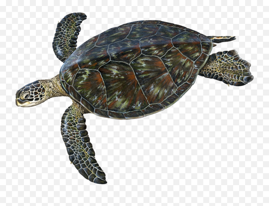 Green U2014 Upwell - Pacific Green Turtle Png,Sea Turtle Png