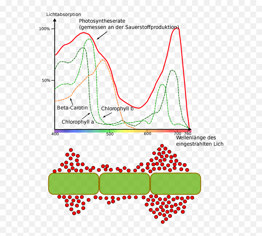 How Does The Wavelength Of Light Affect Plant Growth U2014 Steemit - Light Spectrum And Plant Growth Png,Wavelength Png