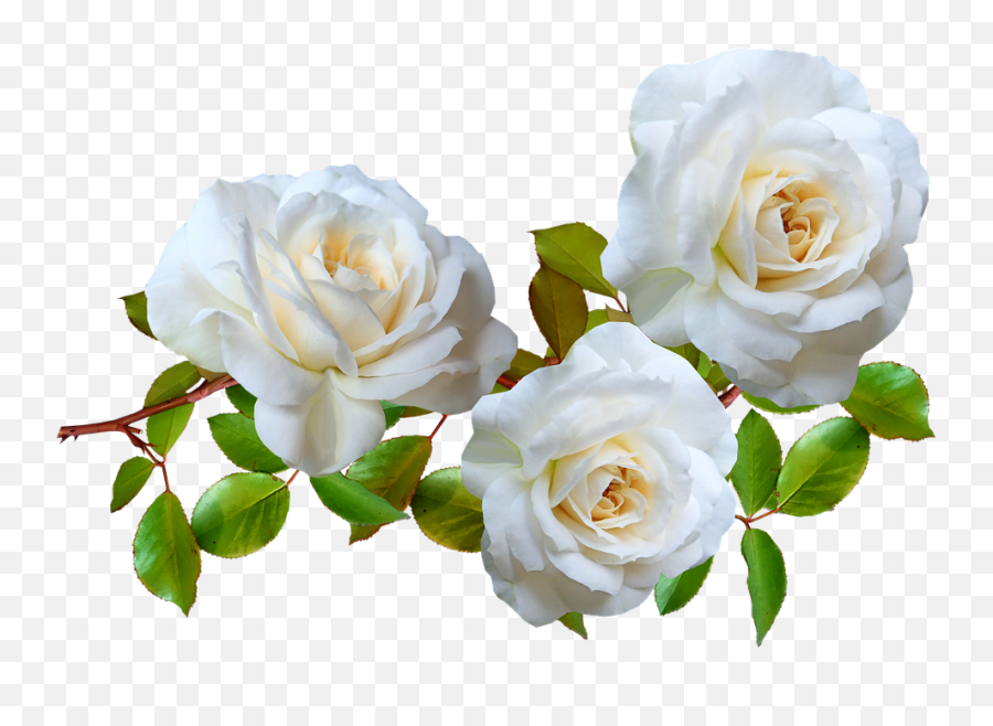Flowers White Roses - Png,White Rose Transparent