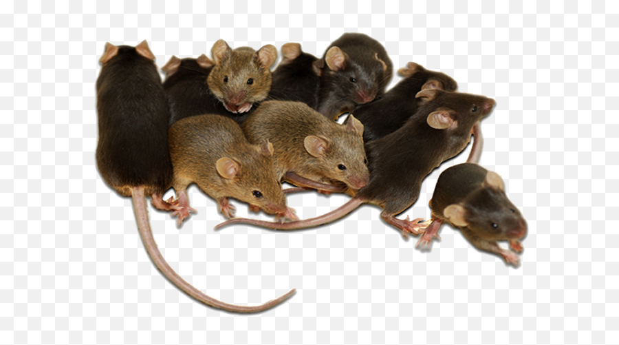 Пять мышей. Много мышей. Много крыс. Домовая мышь. Крысиный коллектив.