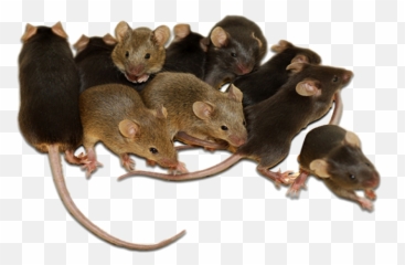 Camel Transparent Background U2013 Gameznet Royalty Free Stock Media - Mice In A Cage png