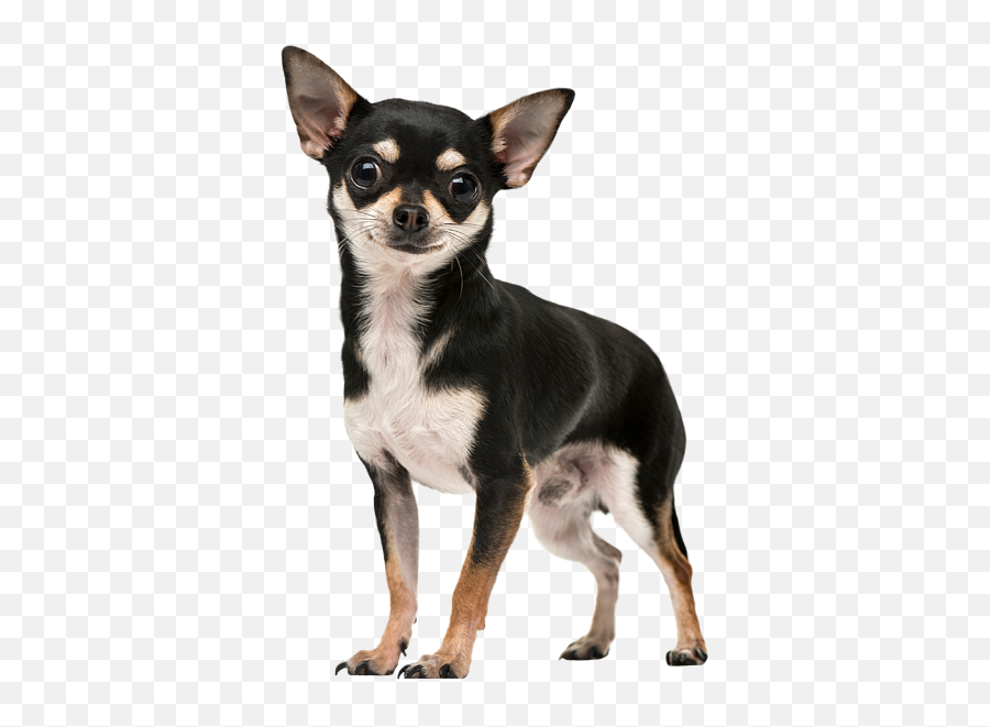 Chihuahua Tote Bag - Chihuahua Sticker Png,Chihuahua Png