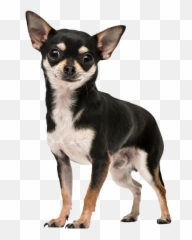 Chihuahua Tote Bag - Chihuahua Sticker Png,Chihuahua Png