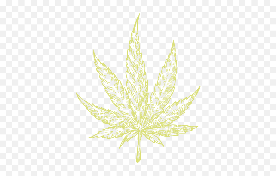 Cannabis Sativa Scrub Bud - Bud Png,Hemp Leaf Png