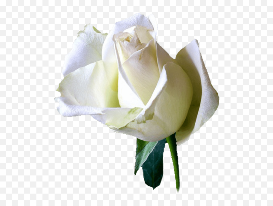 Free Online Rose White Roses Flowers Vector For - Angelo Frasi Riposa In Pace Png,Yellow Roses Png