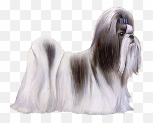 Shih Tzu Facts - Shih Tzu Png,Shih Tzu Png