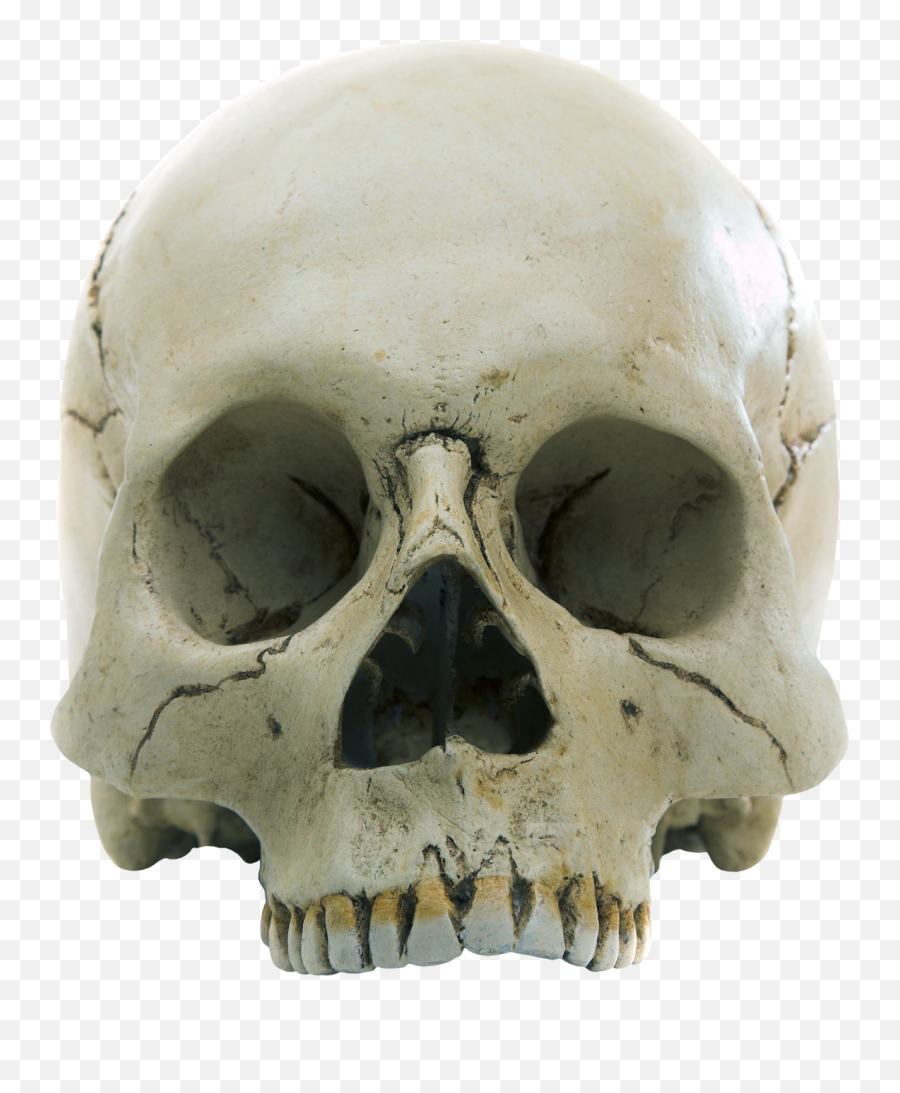 Skull Png Image - Purepng Free Transparent Cc0 Png Image Transparent Background Real Skull Png,Skull Png Transparent