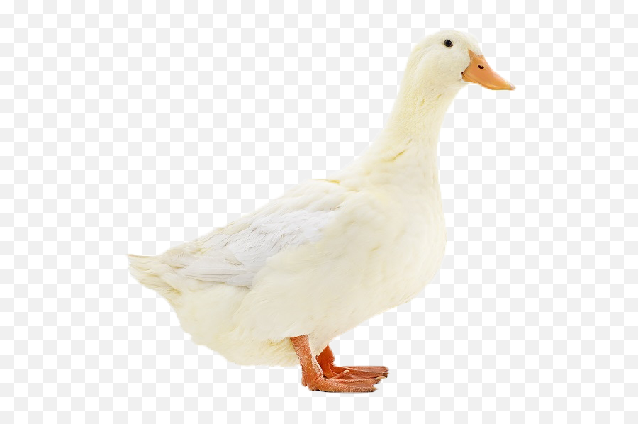 Duck Png Transparent Image - Duck,Duck Png