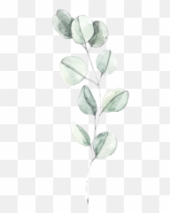 Marisa Burgett - Creative Sketch Png,Eucalyptus Icon
