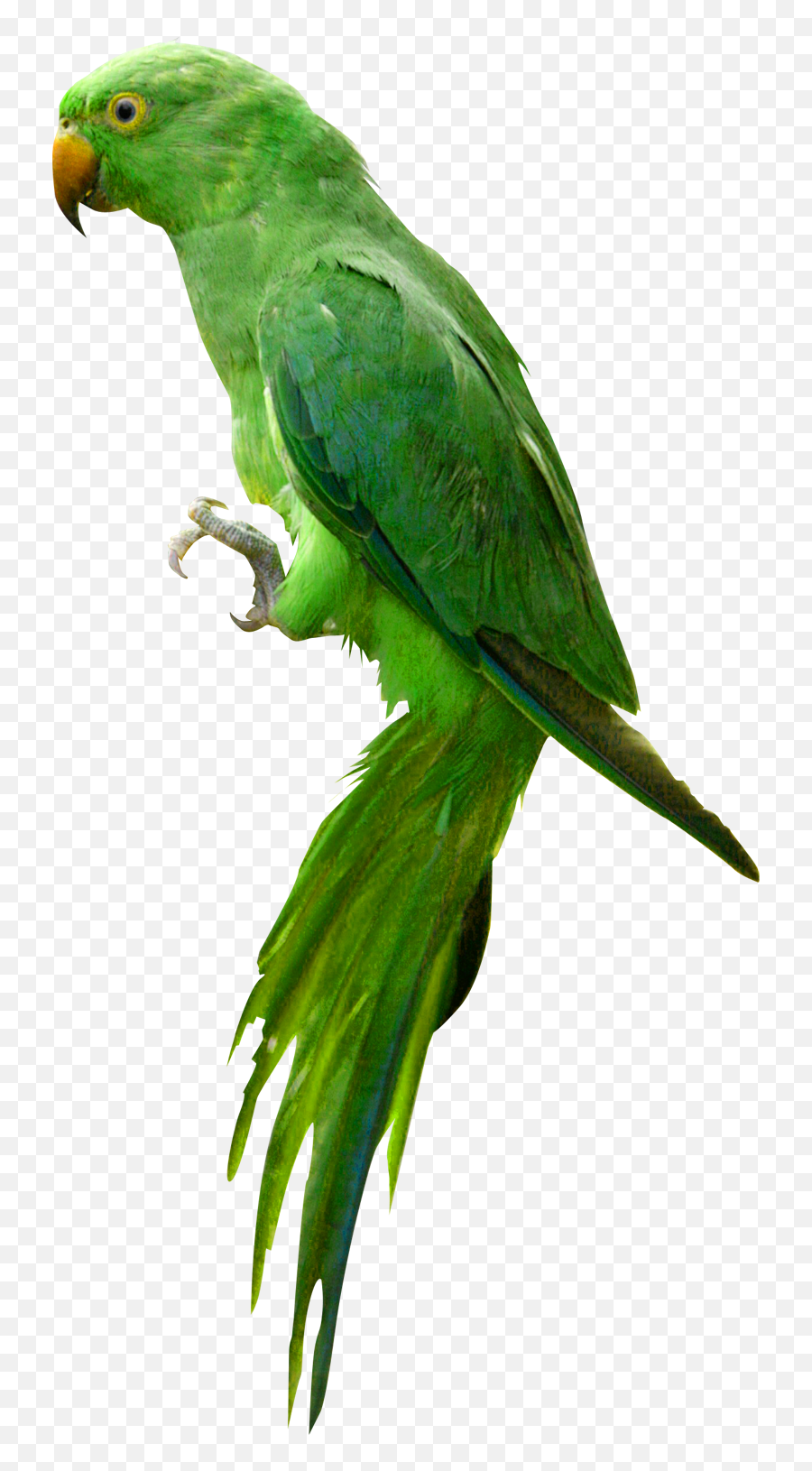 Parrot - Parrot Png Images Hd,Parrot Transparent Background