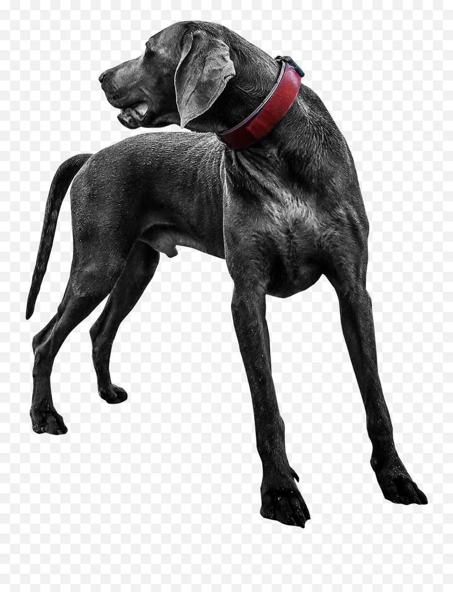 Black Labrador Dog Transparent Png - Transparent Png Images Download,Dog Transparent