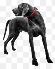 Black Labrador Dog Transparent Png - Images Download