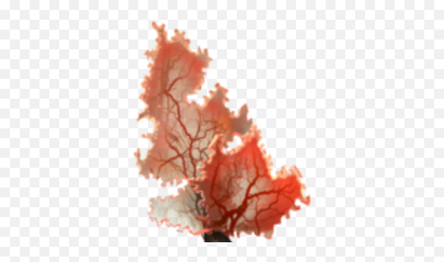 Coral - Tree Png,Coral Png