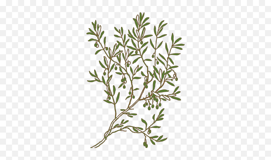 Olive Png Svg Clip Art For Web - Download Clip Art Png Olive Tree Colouring Pages,Olive Icon
