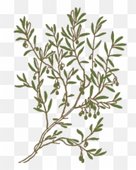 Olive Png Svg Clip Art For Web - Download Art Tree Colouring Pages