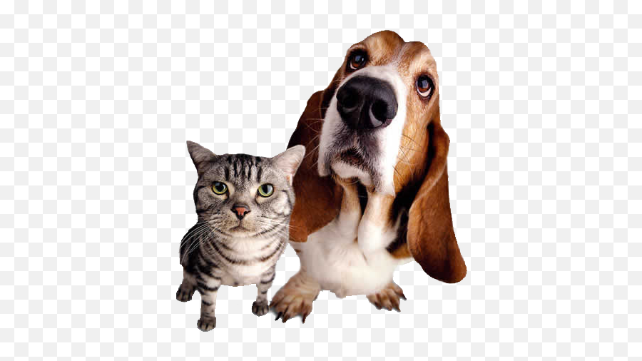 Download Hd Gato E Cachorro Png - Pets,Cachorro Png