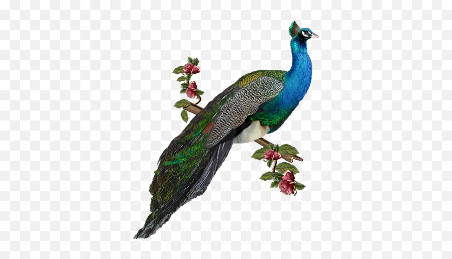 Peacock Icon - Peacock Hd Images Png,Peacock Png