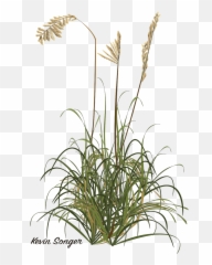 Kevin Songer Florida Nature Poetry Sea Oats - Phragmites Png,Oats Png