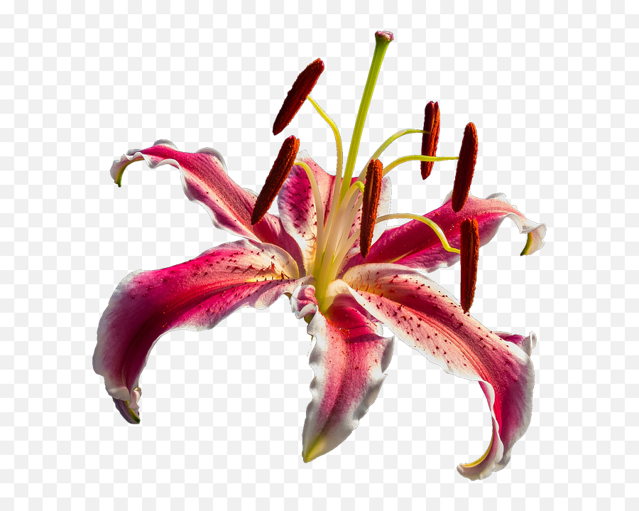 Lily Red Flower - Lirios Rojos Png,Lily Transparent