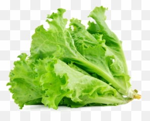 Download Lettuce Sandwich Butterhead Vegetable Salad - Transparent Background png