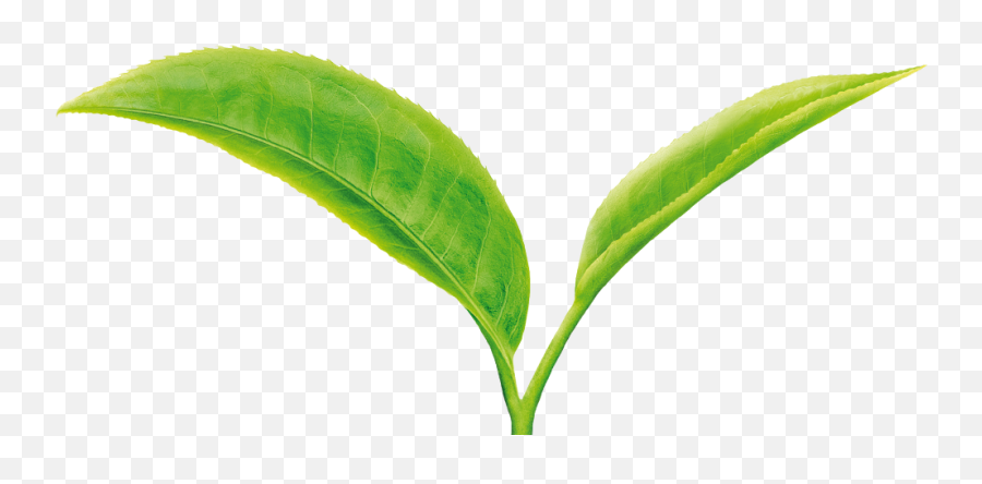 Download Hd Tea Leaves Png - Transparent Tea Leaves Png,Tea Leaves Png