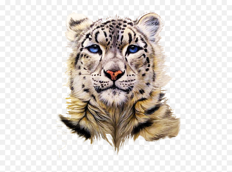 Snow Leopard Tiger Clouded - Snow Leopard Avatar Png,Snow Leopard Png