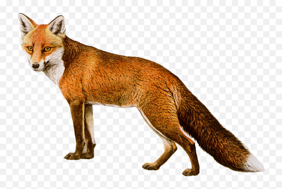 Fcpi26 Fox Clipart Png Images Today1580804156 - Fox Png,Fox Clipart Png