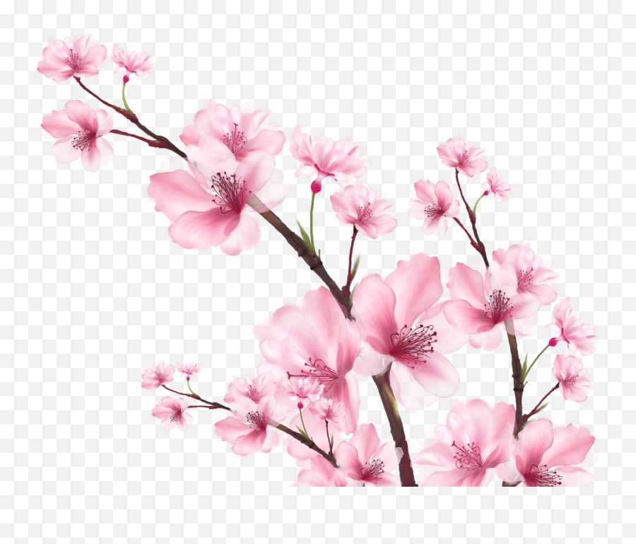 Cherry Blossom Digital Watercolor By Judy Valeria Barona - Cherry Blossom Png,Sakura Petals Png