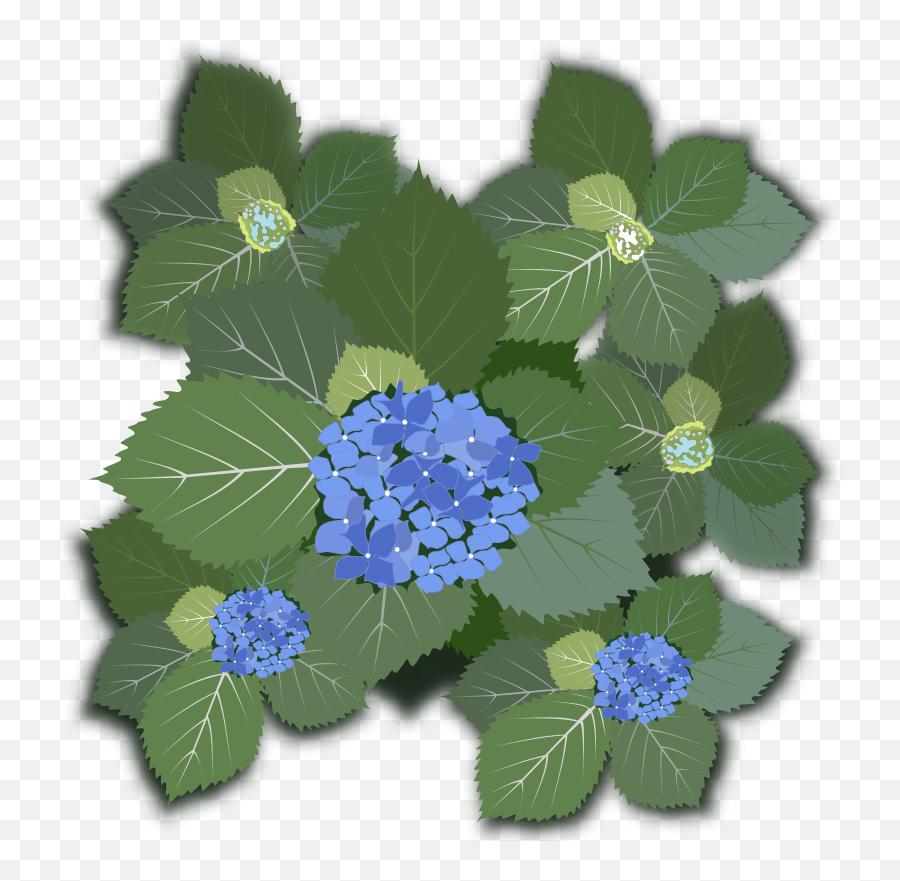 Download Free Png Hydrangea Macrophylla - Dlpngcom Hydrangea Macrophylla Png,Hydrangea Png