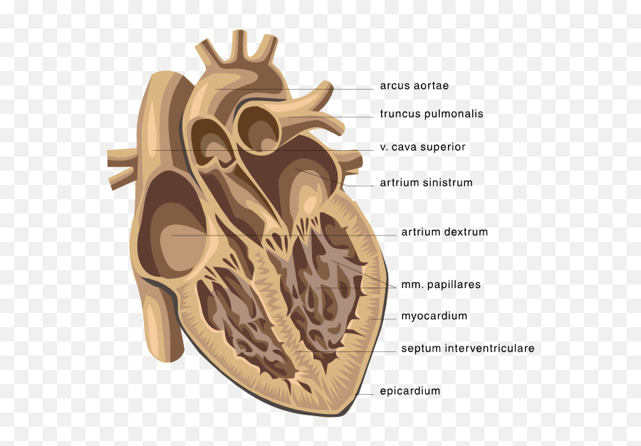 Download Picture Clipping Of Cardiology - Open Human Heart Diagram Of The Heart Png,Human Heart Png