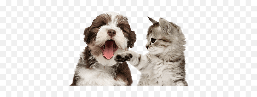 Anderton Pet Sitters And Dog Walking - Wine Kitty Png,Pets Png