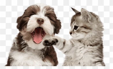 Anderton Pet Sitters And Dog Walking - Wine Kitty Png,Pets Png