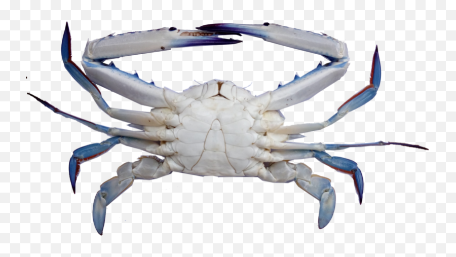 Fishery Improvement Projects Apri - Blue Swimmer Crab Png,Crab Png