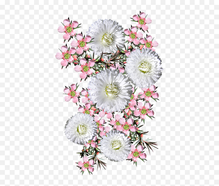 Flowers Pink Tea Tree White - Free Photo On Pixabay Tea Plant Png,White Daisy Png