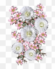 Flowers Pink Tea Tree White - Free Photo On Pixabay Tea Plant Png,White Daisy Png