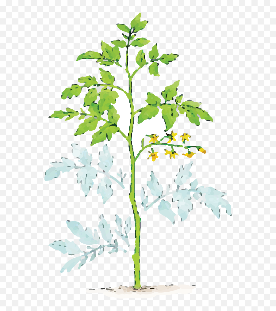 Dust Covered Plant Leaves - Cutting Of Tomato Tree Png,Tomato Plant Png
