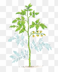 Dust Covered Plant Leaves - Cutting Of Tomato Tree Png,Tomato Plant Png