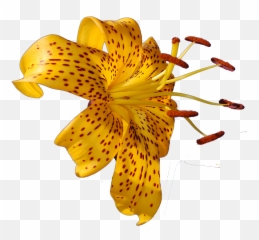Tropical Flowers Png Transparent - Photo