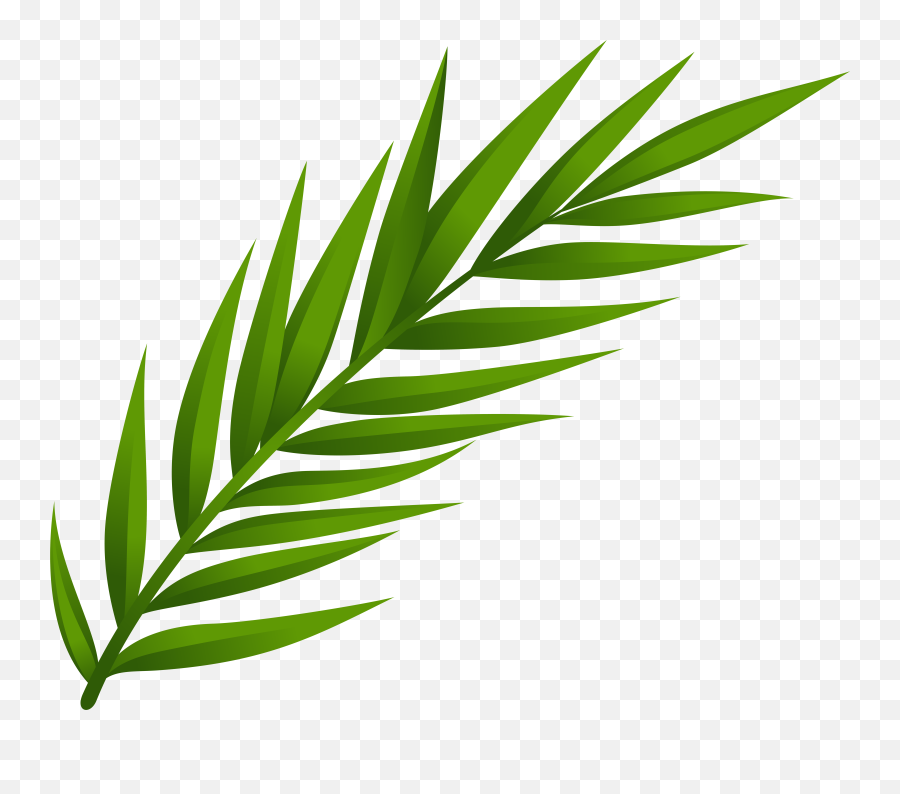 Herbal Leaf Cliparts Png Mint Leaves