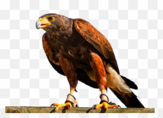 Download Hd Águila - Aves De Rapiña Png,Aguila Png