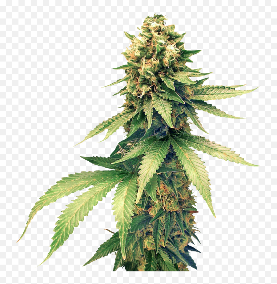 Wholesale U2014 National Hemp Group - Cannabis Png,Weed Nugget Png