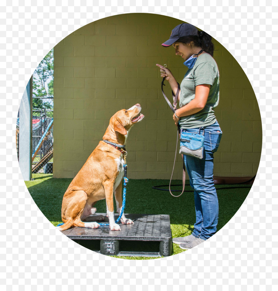 Pet Training Brockton - Puppie Training Classes Stop Biting Martingale Png,Leash Icon