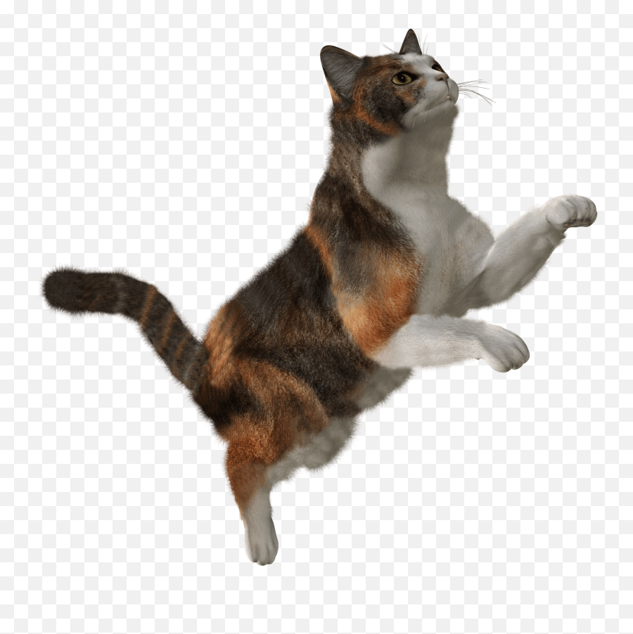 Cute Cat Png Image Download Picture Kitten - Transparent Flying Cat Png,Cat With Transparent Background