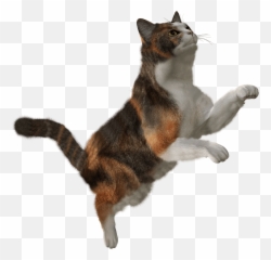 Cute Cat Png Image Download Picture Kitten - Transparent Flying
