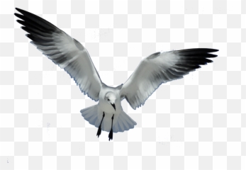 Gulls Bird European Herring Gull Flight Png Seagull