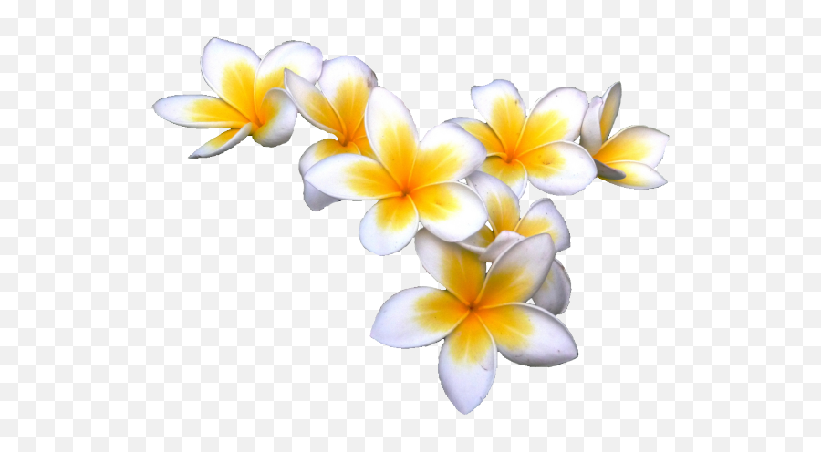 Laou0027s National Flower Plumeria Is A Small Genus Of 7 - 8 Transparent Background Plumeria Clipart Png,Hawaiian Flowers Png
